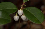 Eastern teaberry <BR>Wintergreen